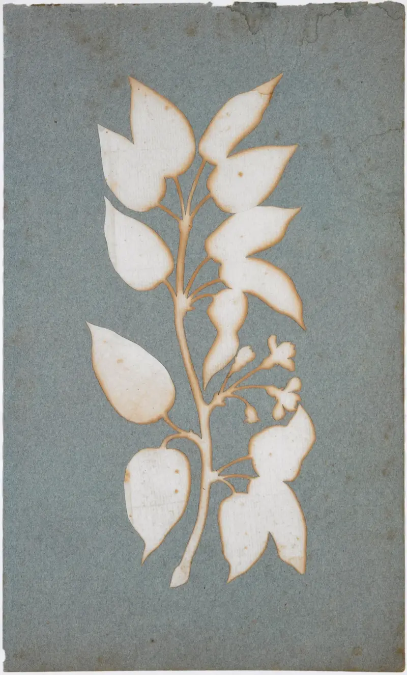 Blütenzweig (Wald-Geissblatt) av Philipp Otto Runge