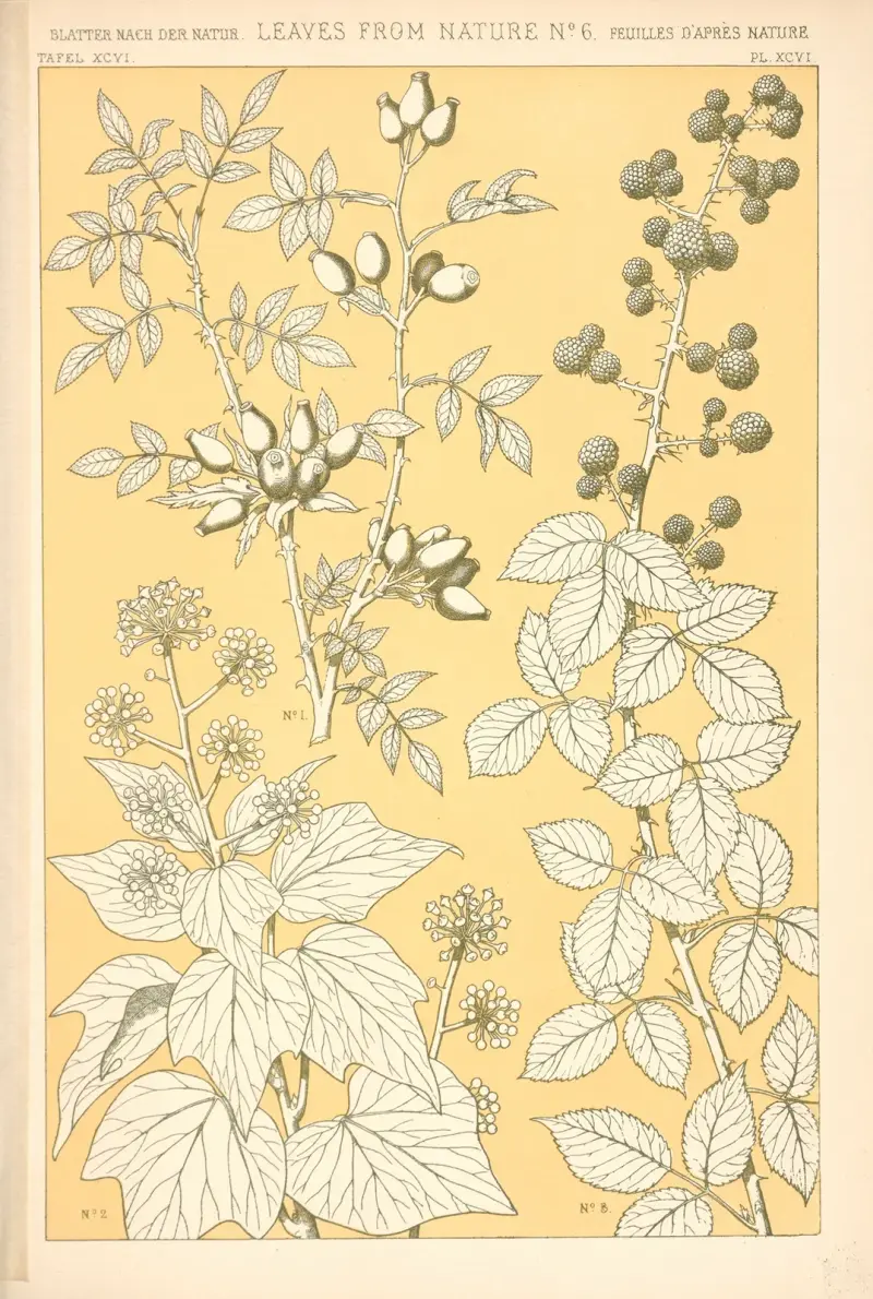 Blad från naturen nr 6 – nr 1 av Owen Jones