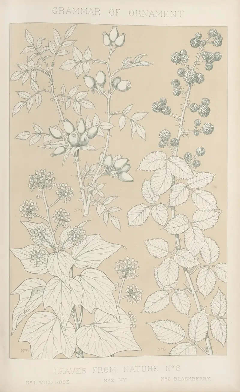 Blätter aus der Natur Nr. 6, 1856 von Owen Jones