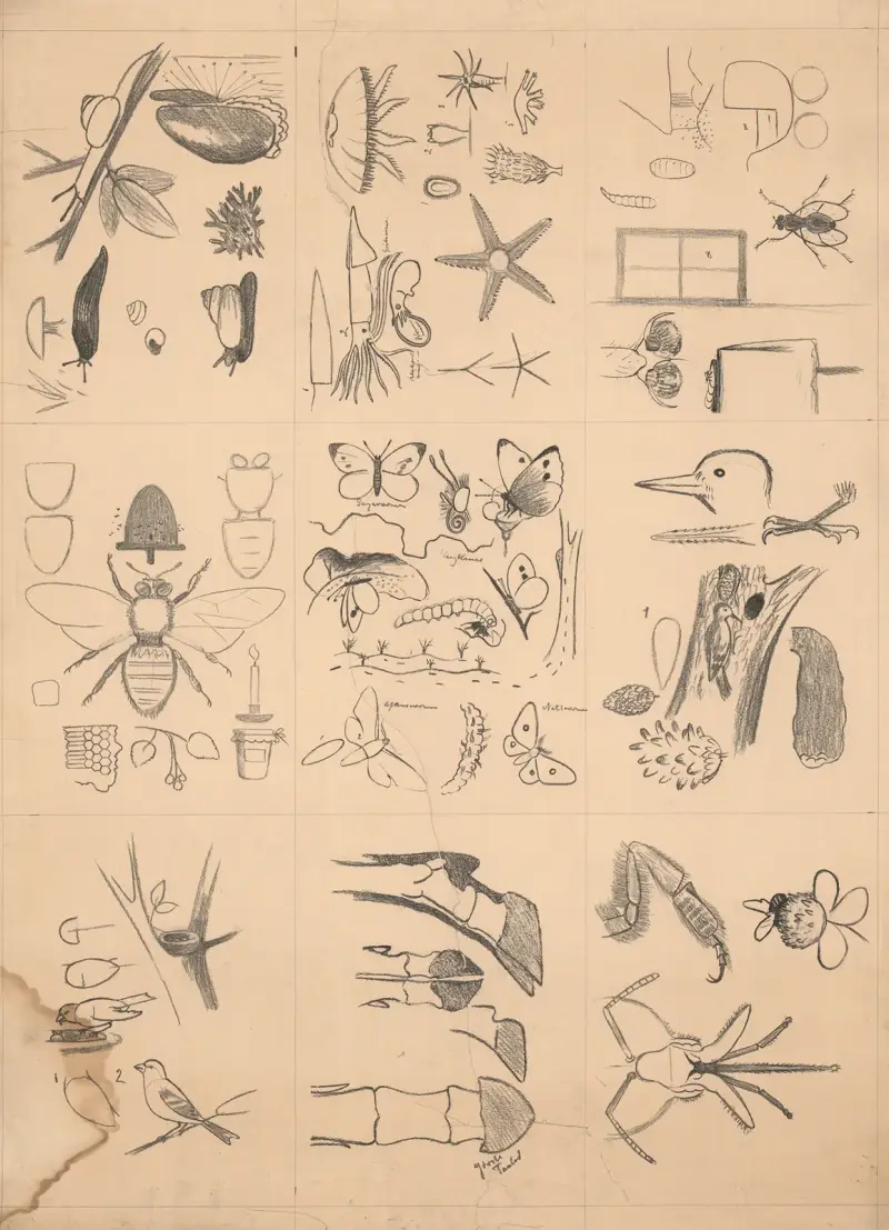 Animal drawings av Paul Flanderky