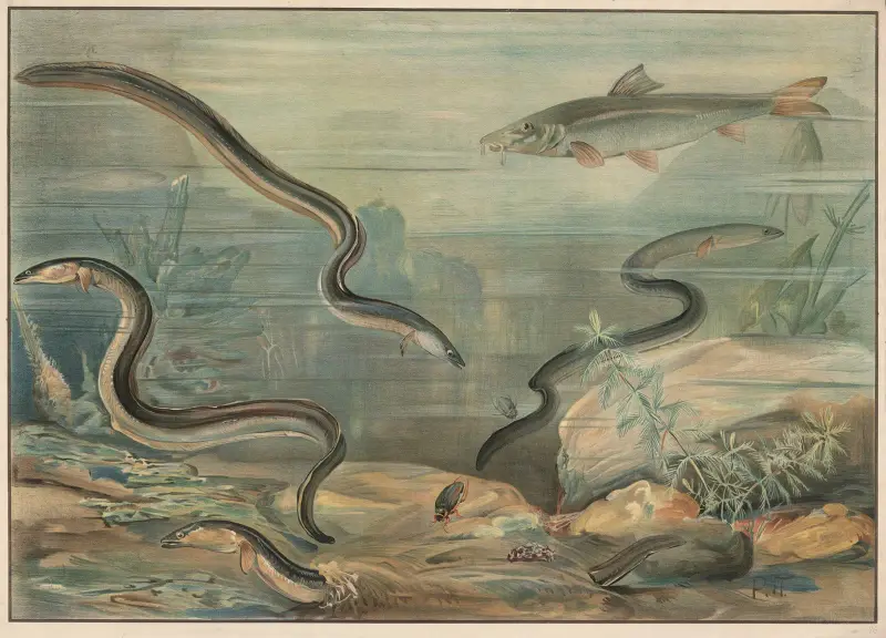 Węgorz i karp, Paul Flanderky
