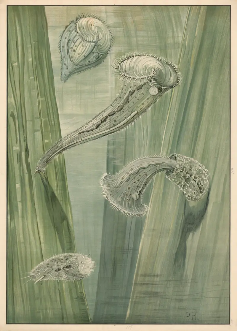 Paramecium, Paul Flanderky