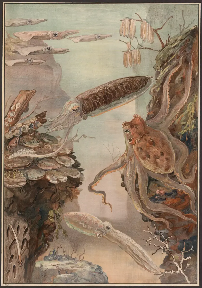 Polyps, mussels, oysters, etc. av Paul Flanderky