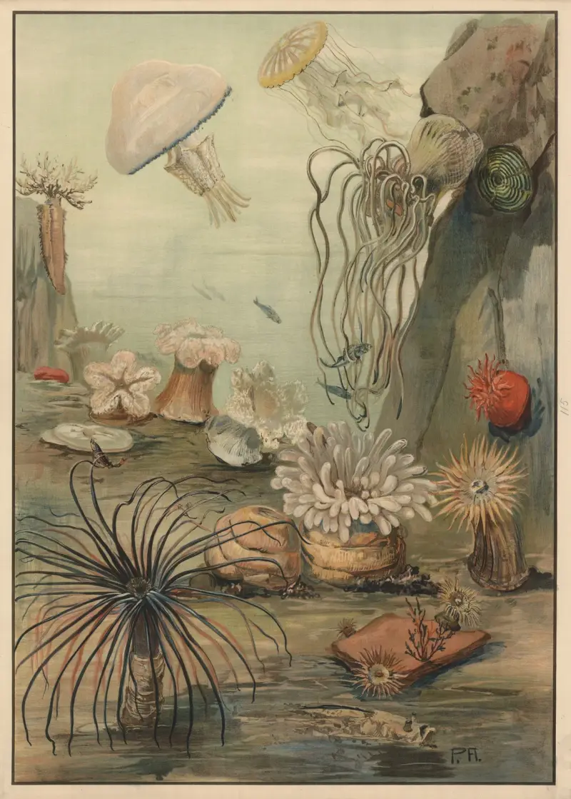 Sea anemones av Paul Flanderky