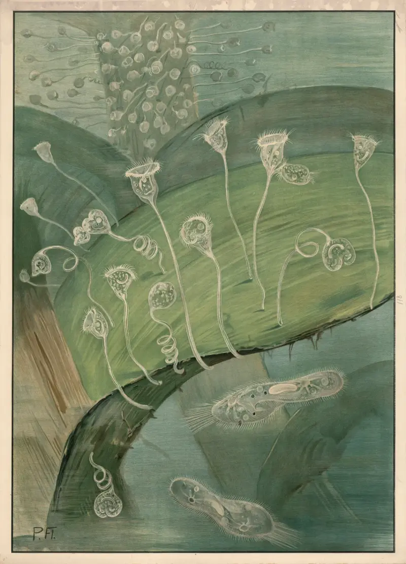 Stentor, Paul Flanderky