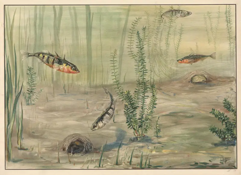 Dreistachliger Stichling von Paul Flanderky