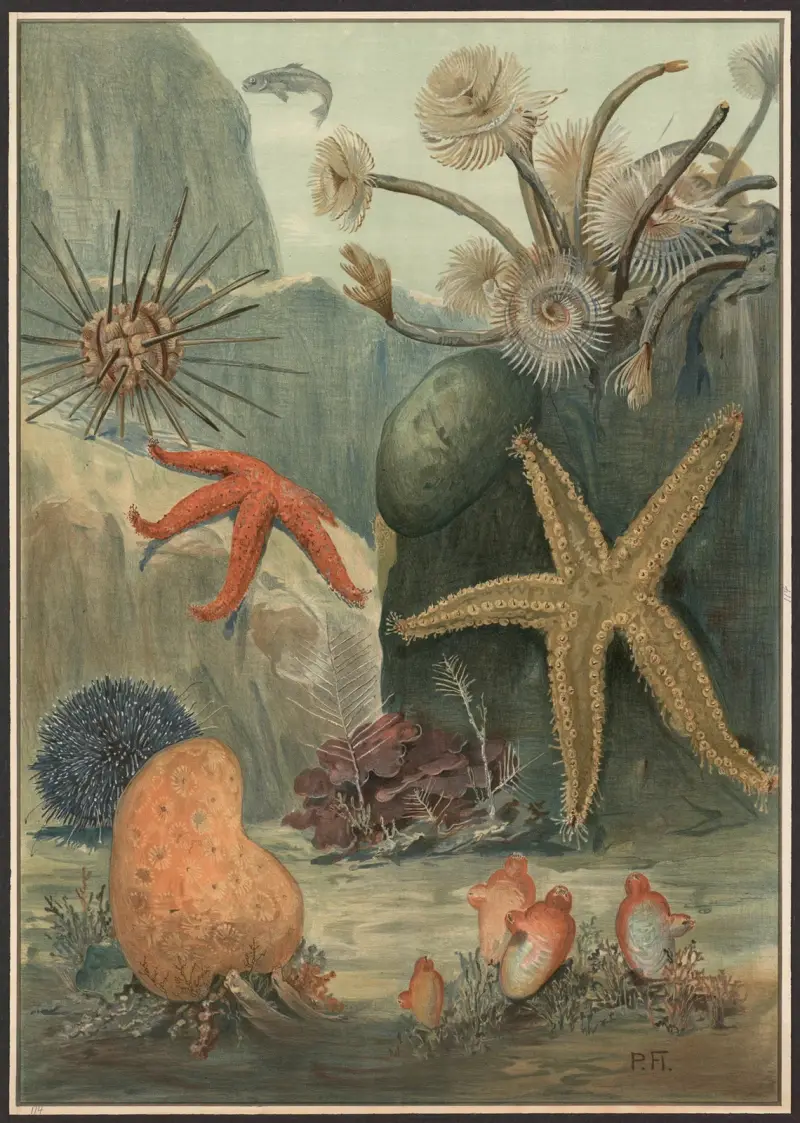 Würmer, Seesterne, Seeigel u. a. von Paul Flanderky