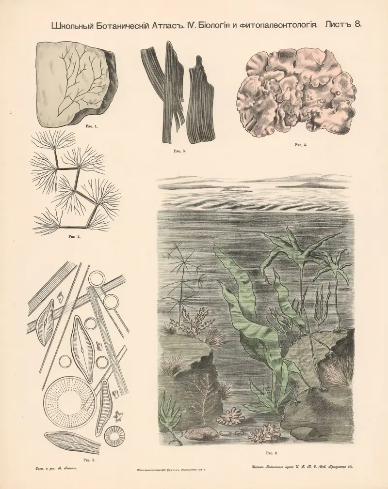 Wasserpflanzen. Fossil. von Alexander-Paul Henckel