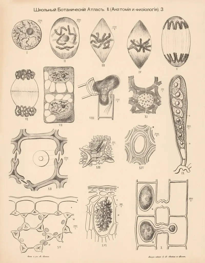Cells av Alexander-Paul Henckel