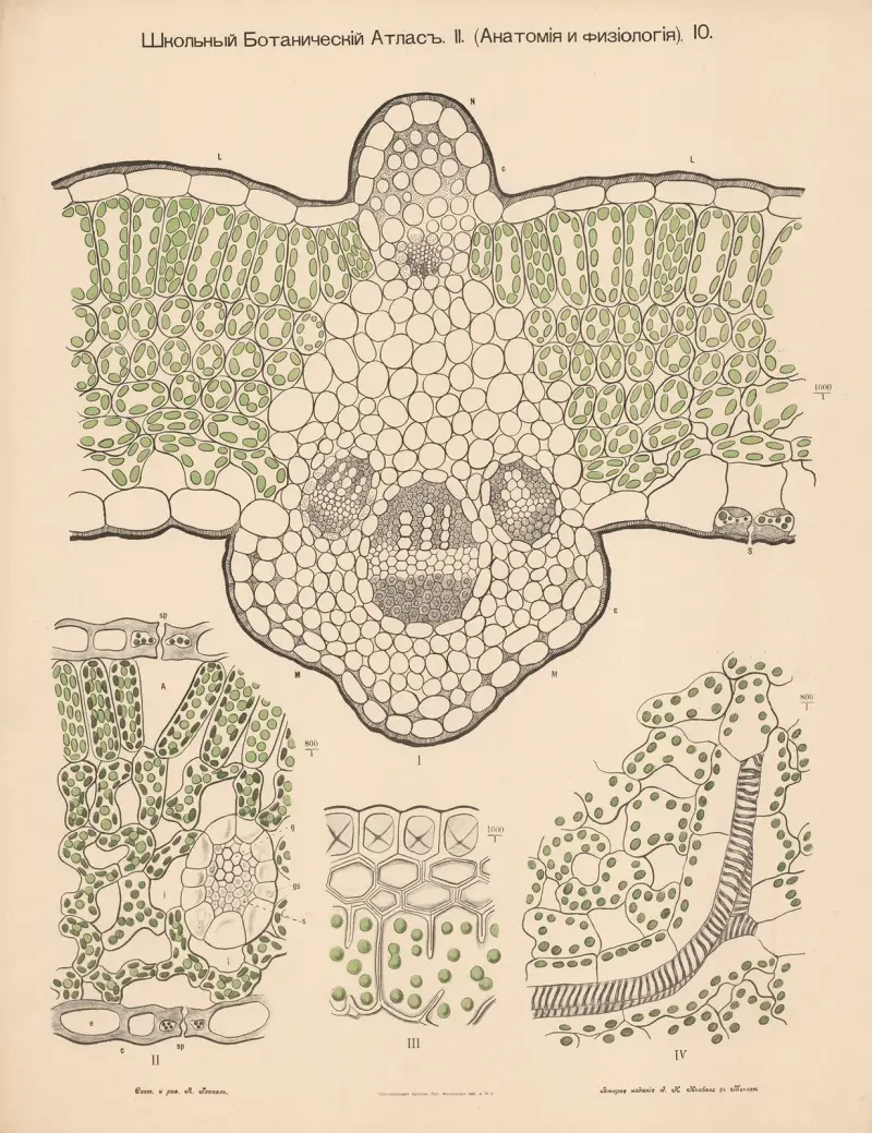 Chloroplast av Alexander-Paul Henckel