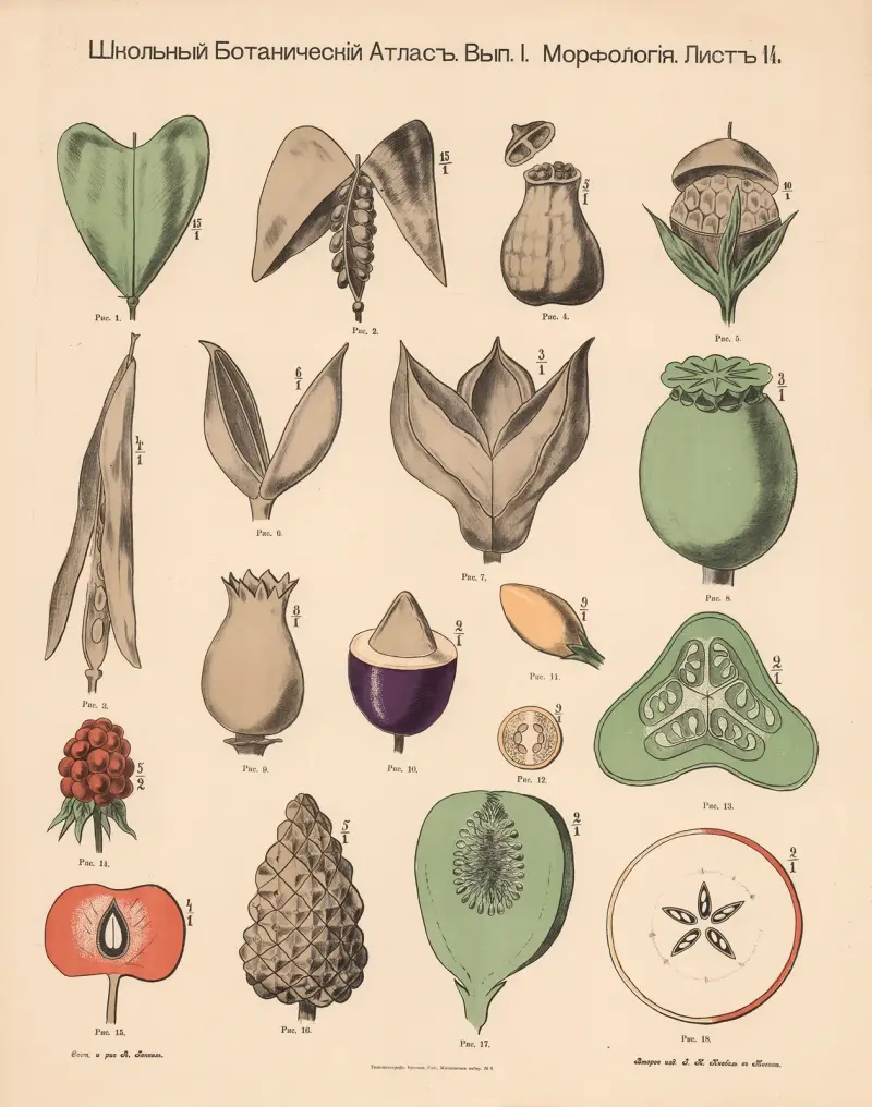 Owoce, Alexander-Paul Henckel