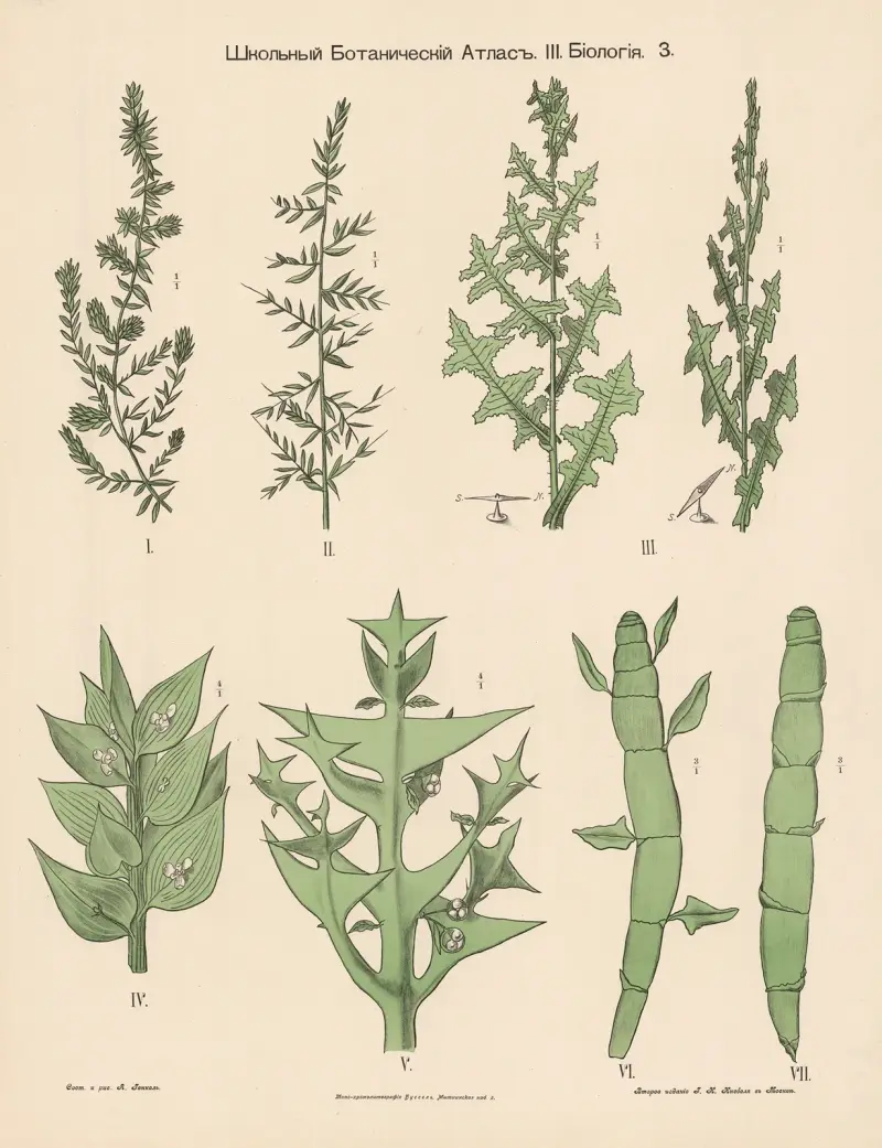 Grasses av Alexander-Paul Henckel