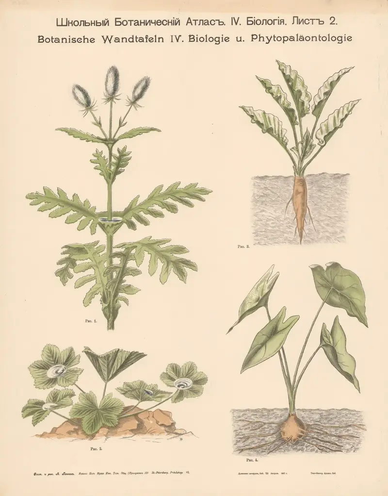 Hardy plants. av Alexander-Paul Henckel