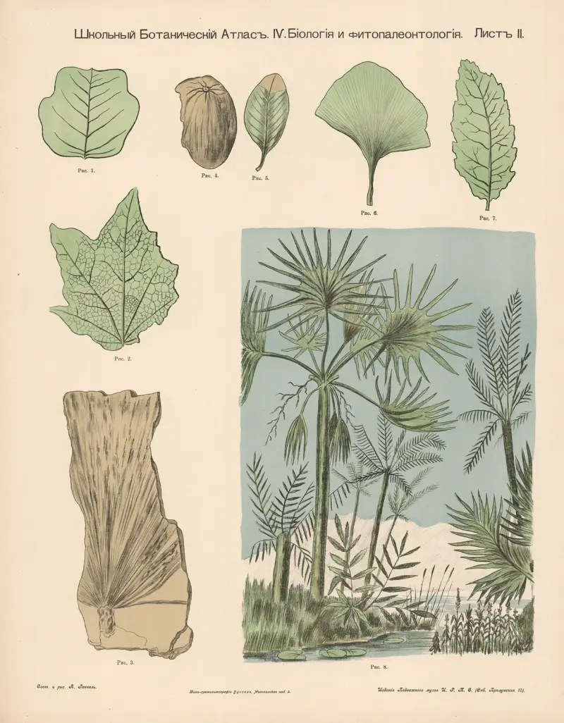Marsh plants. Fossils. av Alexander-Paul Henckel