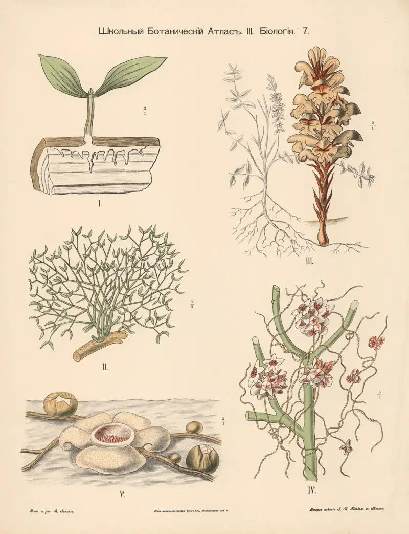 Parasitenpflanzen, 1905 – Nr. 1 von Alexander-Paul Henckel