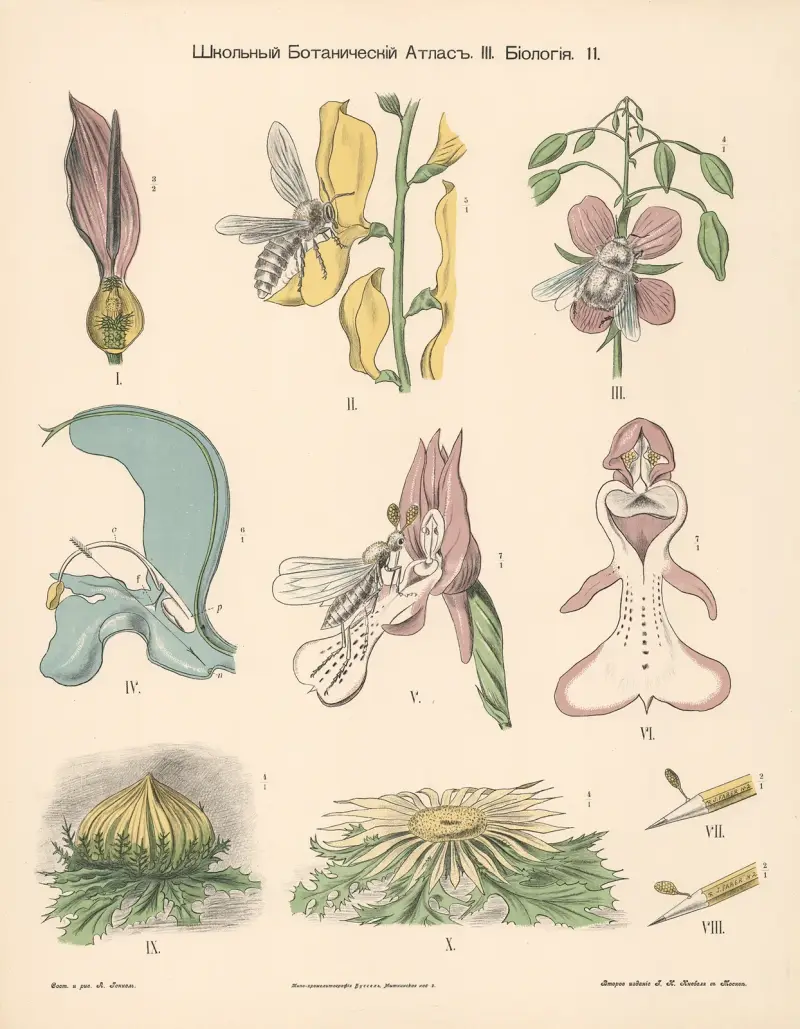 Pistil, Alexander-Paul Henckel
