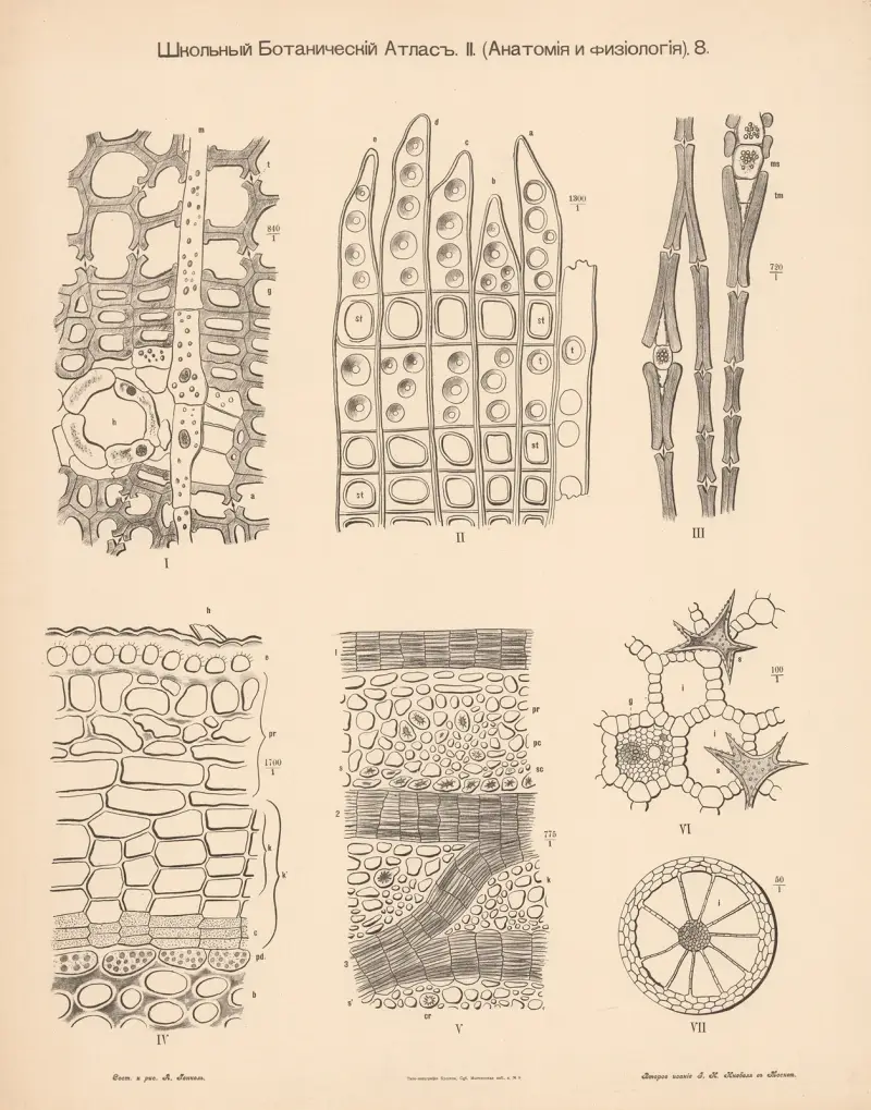 Plant tissue av Alexander-Paul Henckel