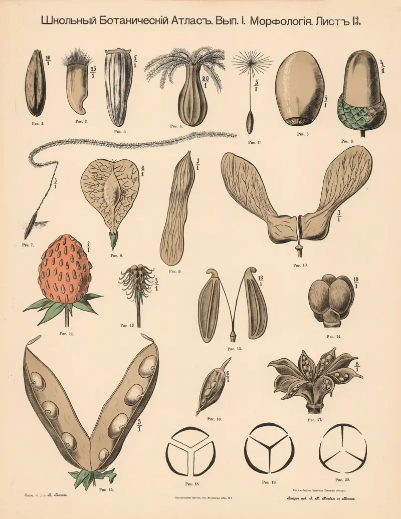 Seed capsules, fruits av Alexander-Paul Henckel
