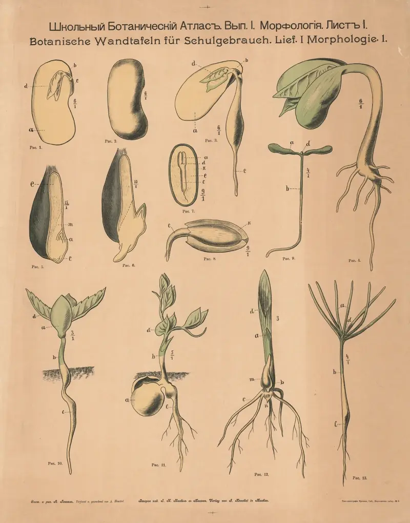 Seeds and cotyledons av Alexander-Paul Henckel