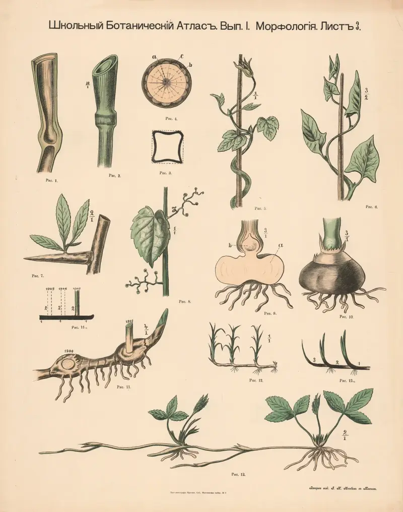 Stem and shoots av Alexander-Paul Henckel