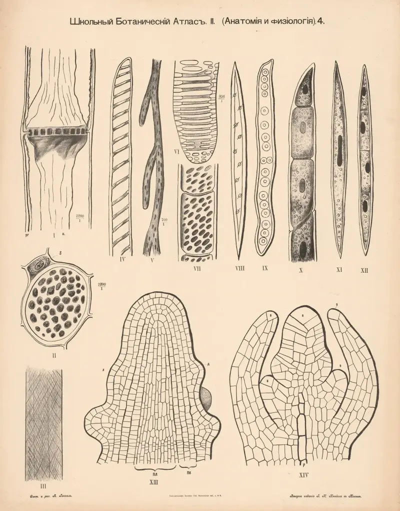 Stem tissue av Alexander-Paul Henckel