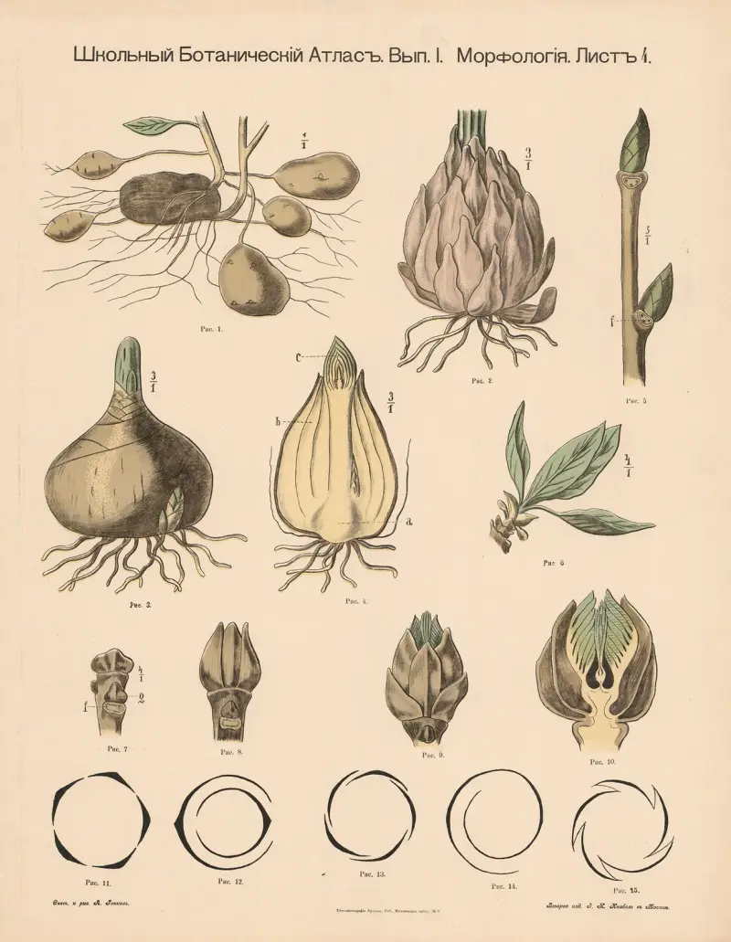 Tubers, etc. av Alexander-Paul Henckel