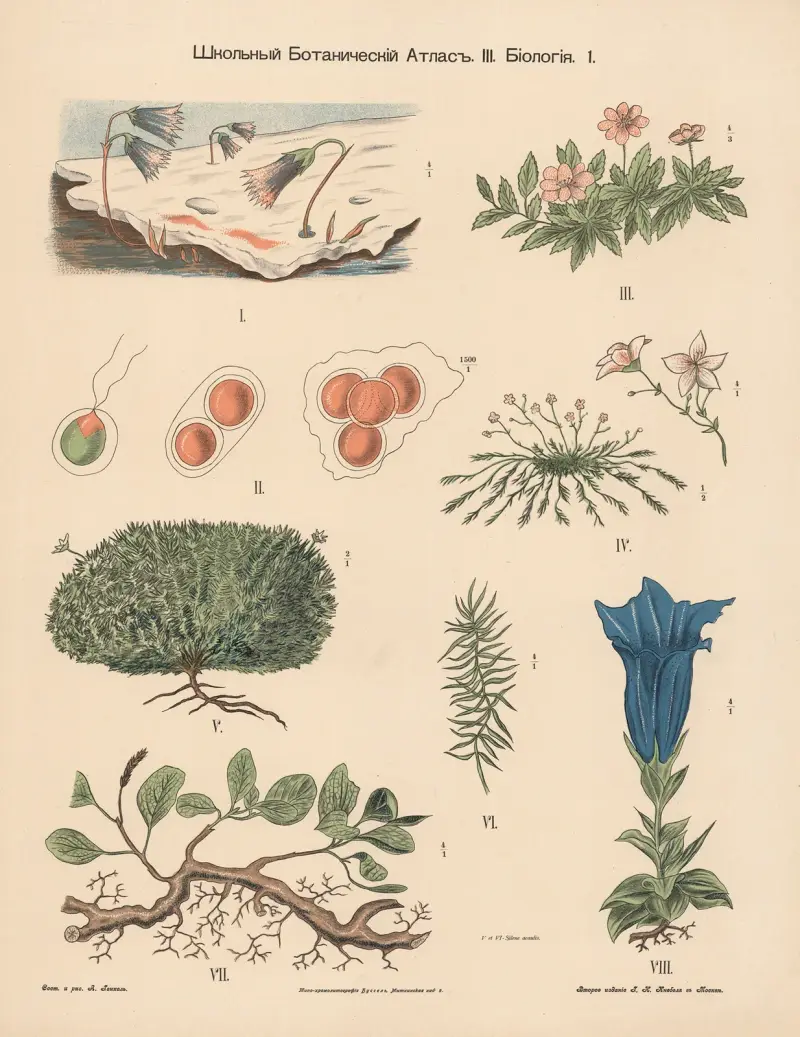 Tundra plants av Alexander-Paul Henckel