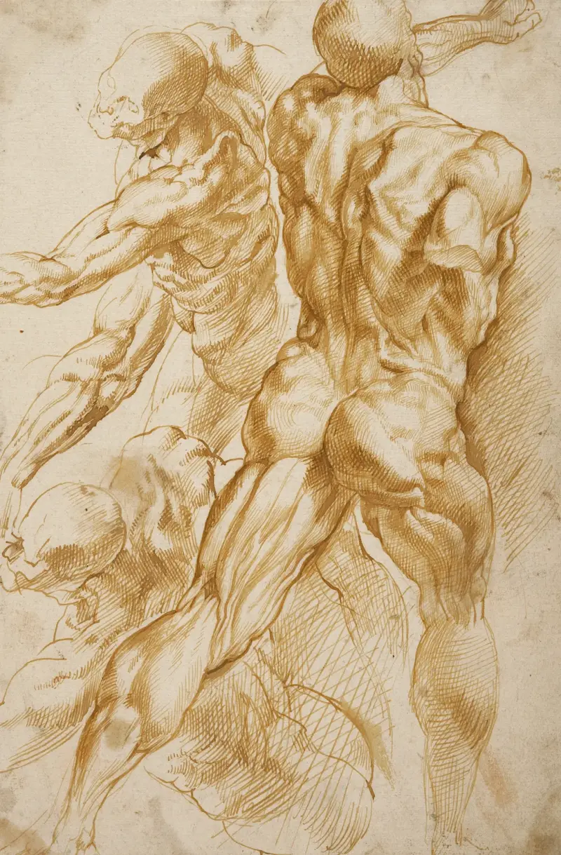 Anatomical Studies, 1600 – nr 1 av Peter Paul Rubens