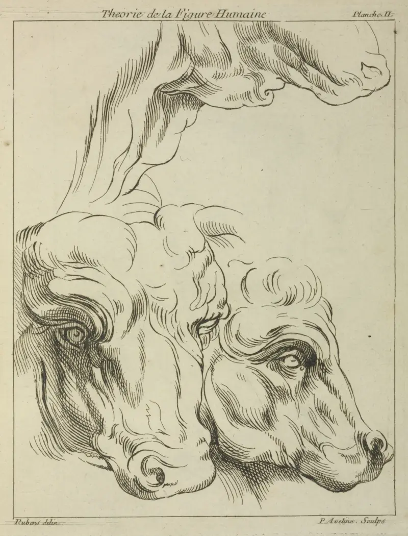 Huvuden och halsar på två nötkreatur; del av halsen på ett tredje av Peter Paul Rubens