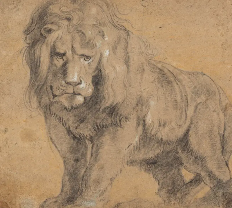 Löwe von Peter Paul Rubens