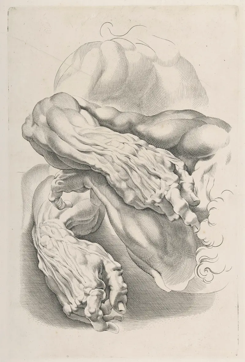 Muscles – nr 2 av Peter Paul Rubens