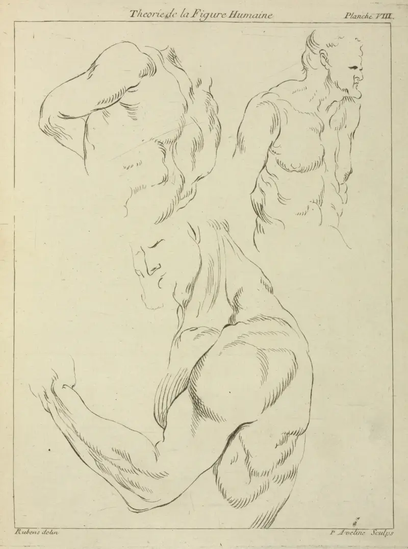 Studier av en mans bröstkorg, biceps och axlar av Peter Paul Rubens