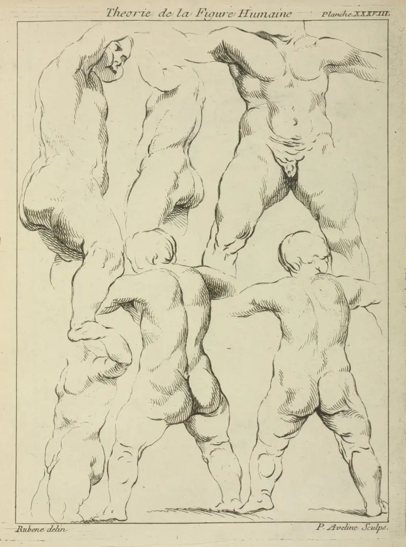Studier av manliga torser av Peter Paul Rubens