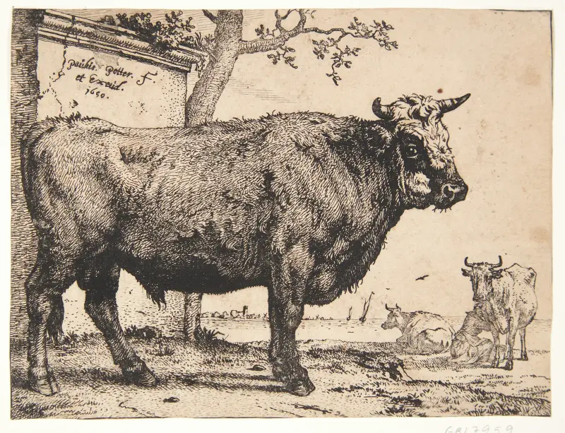Ein Stier von Paulus Potter
