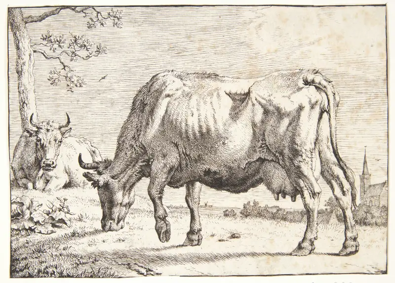 Weidende Kuh von Paulus Potter