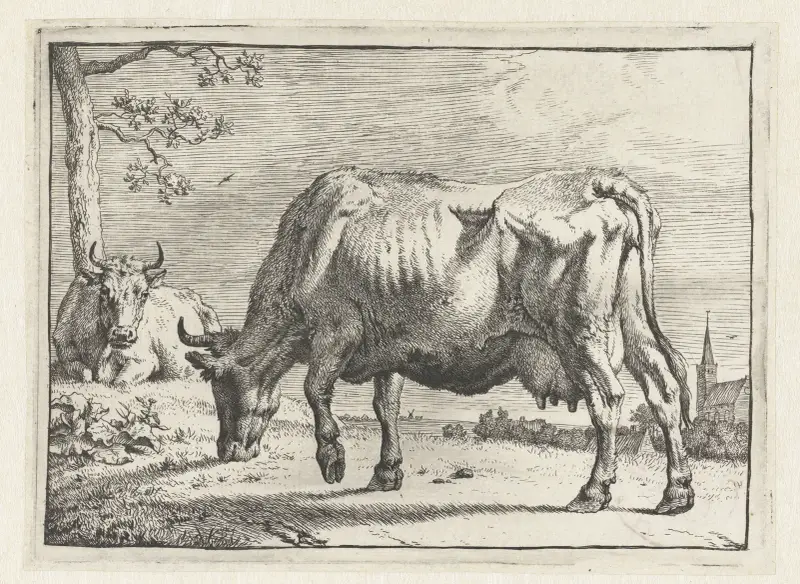 Grazing cow av Paulus Potter