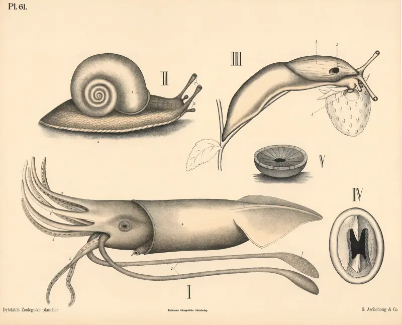 Weichtiere. Kopffüßer und Schnecken von Peter Dybdahl