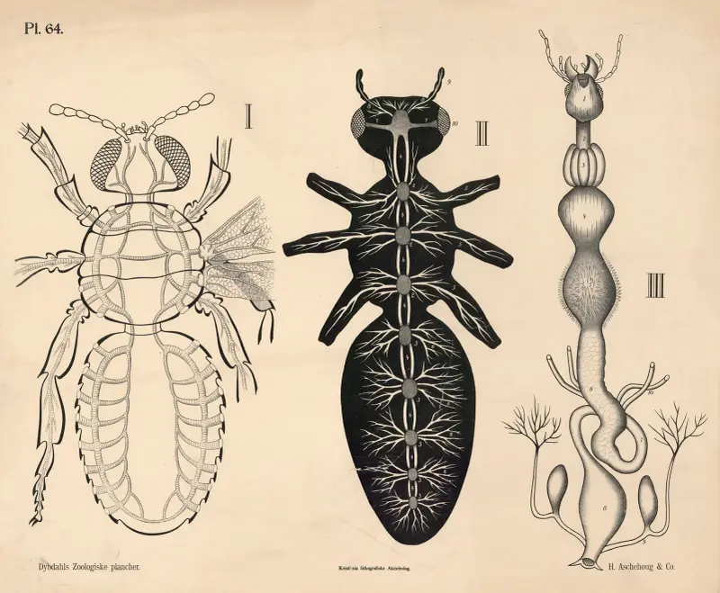 Insekter. Blodomlopp, nervsystem och matsmältningsorgan av Peter Dybdahl