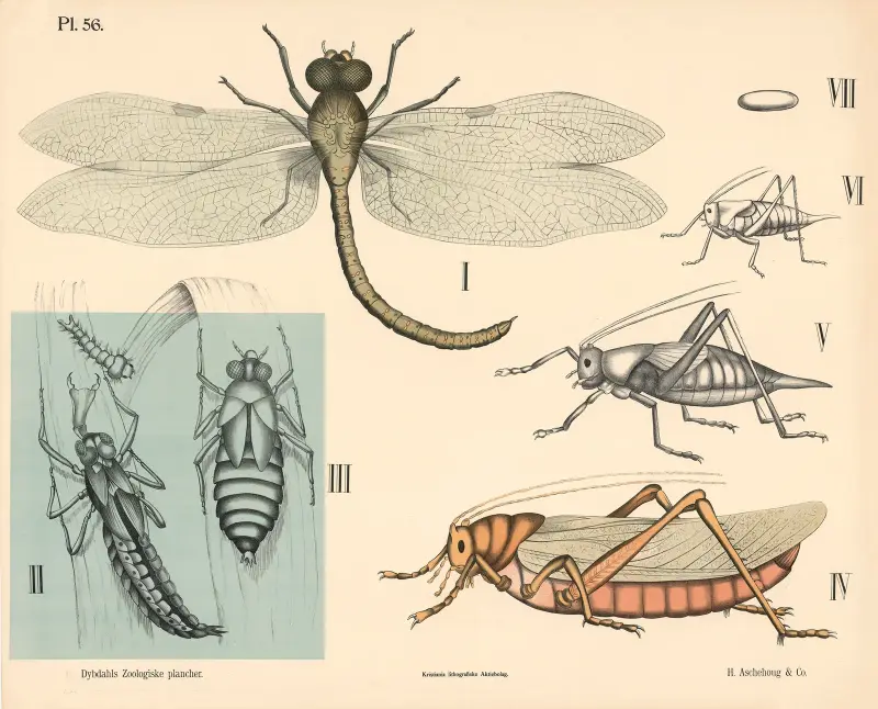 Insekter. Nätvingar och skalvingar av Peter Dybdahl