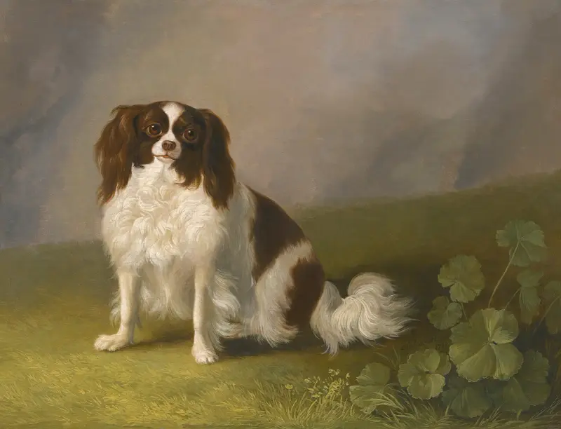 Porträtt av en cavalier king charles spaniel i ett landskap av Jacob Philipp Hackert