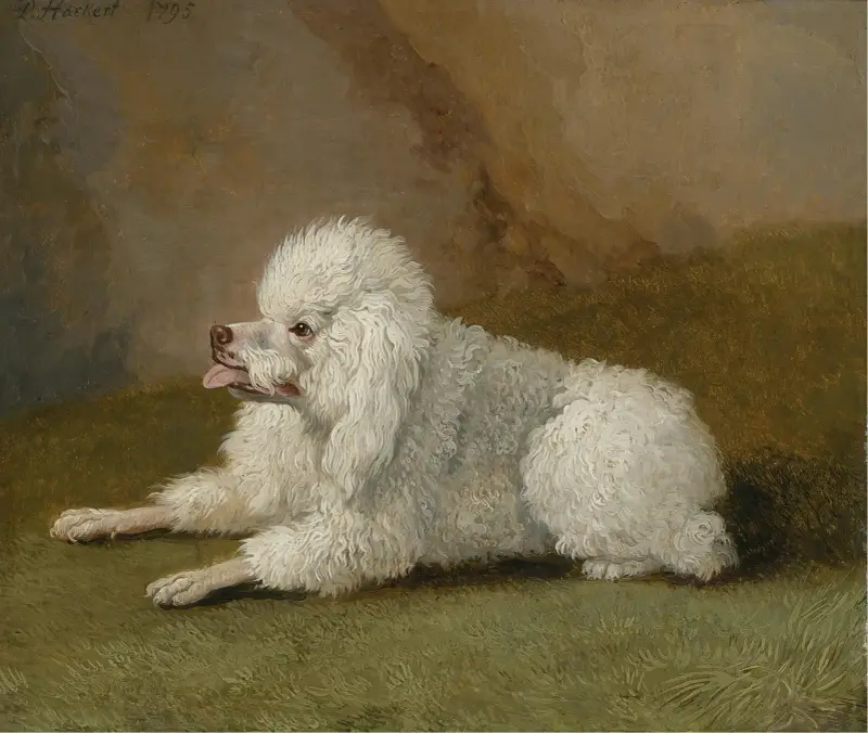 Porträt eines Pudels von Jacob Philipp Hackert