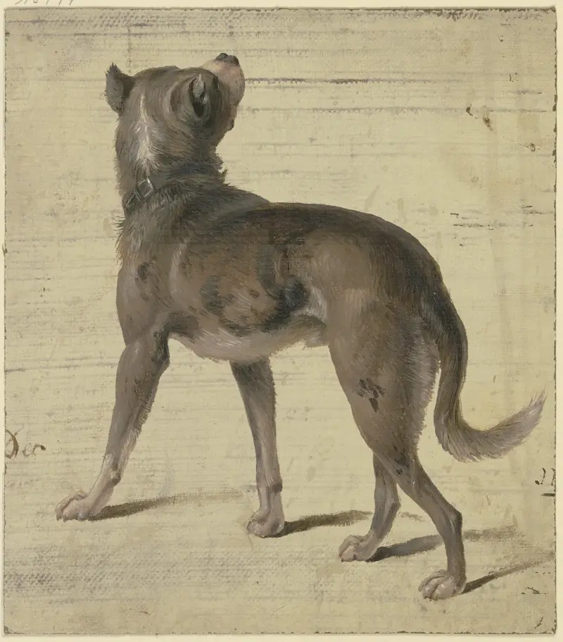 Hund von Philipp Rumpf