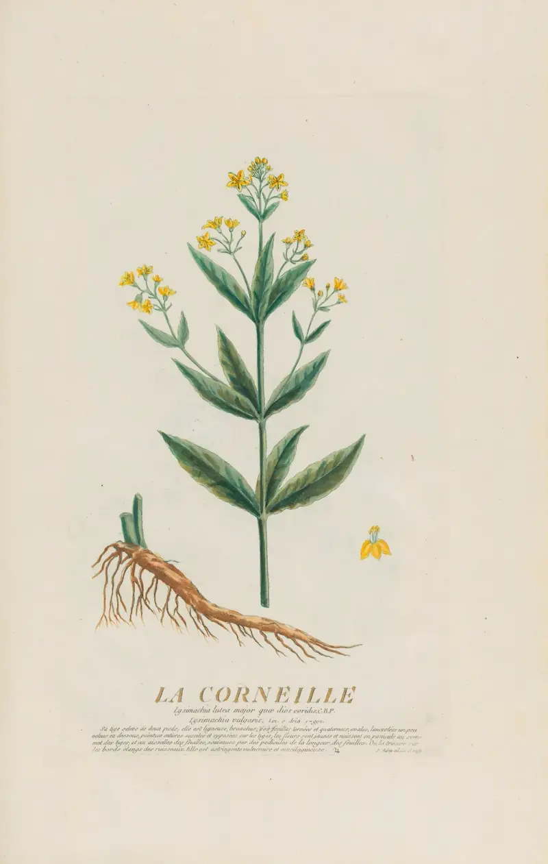 Wrona, Pierre Philippe Alyon