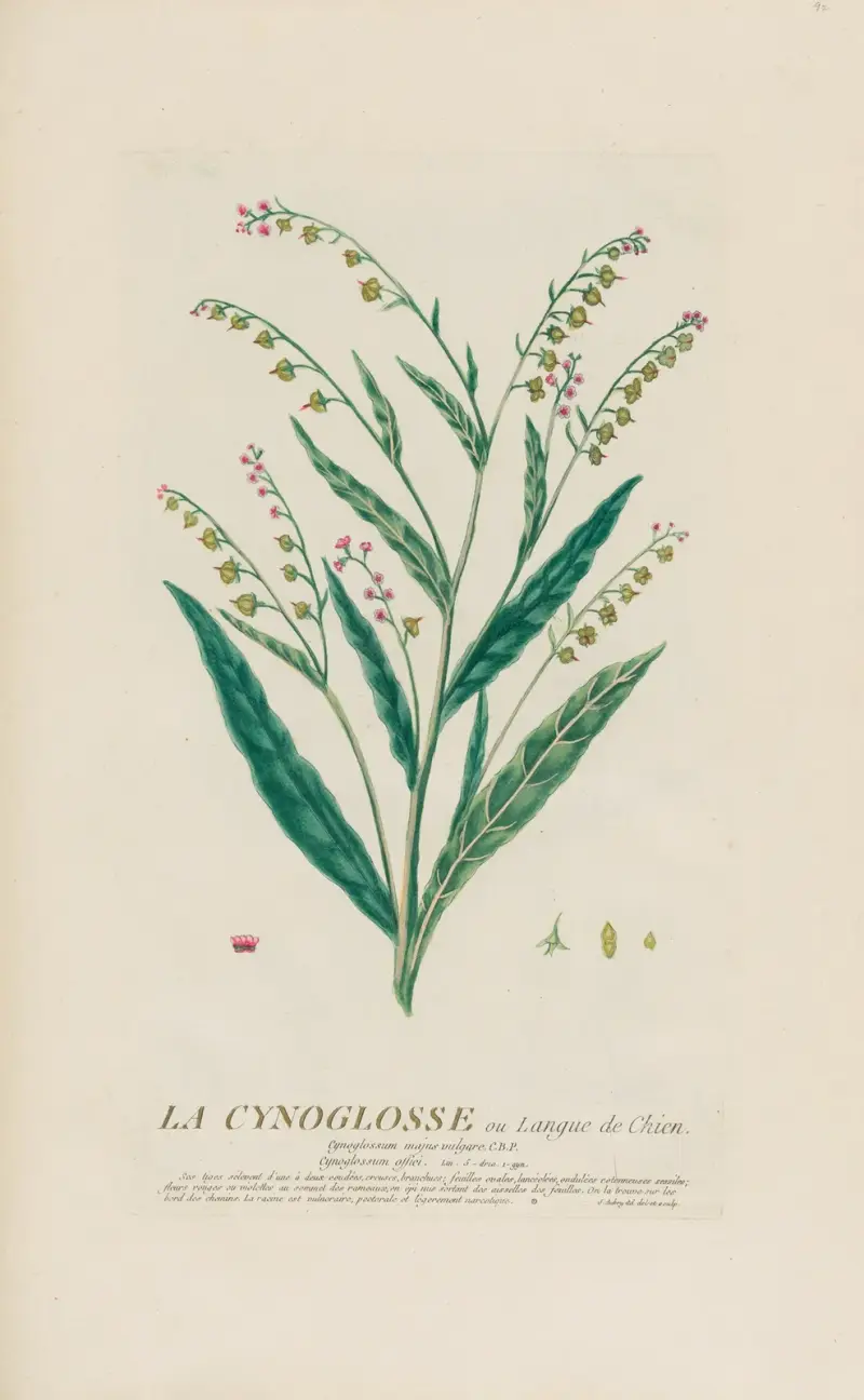 Hundtunga av Pierre Philippe Alyon