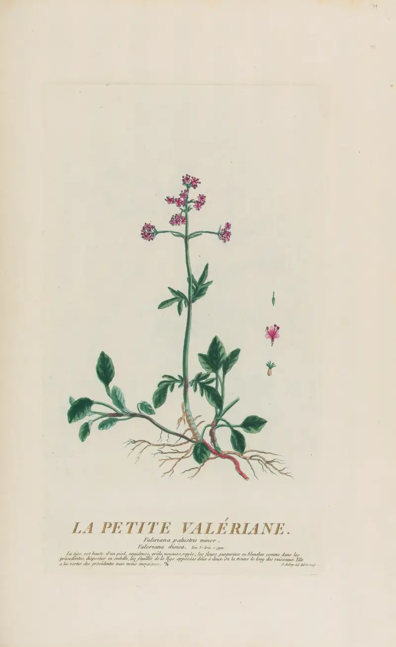 La Petite Valériane av Pierre Philippe Alyon