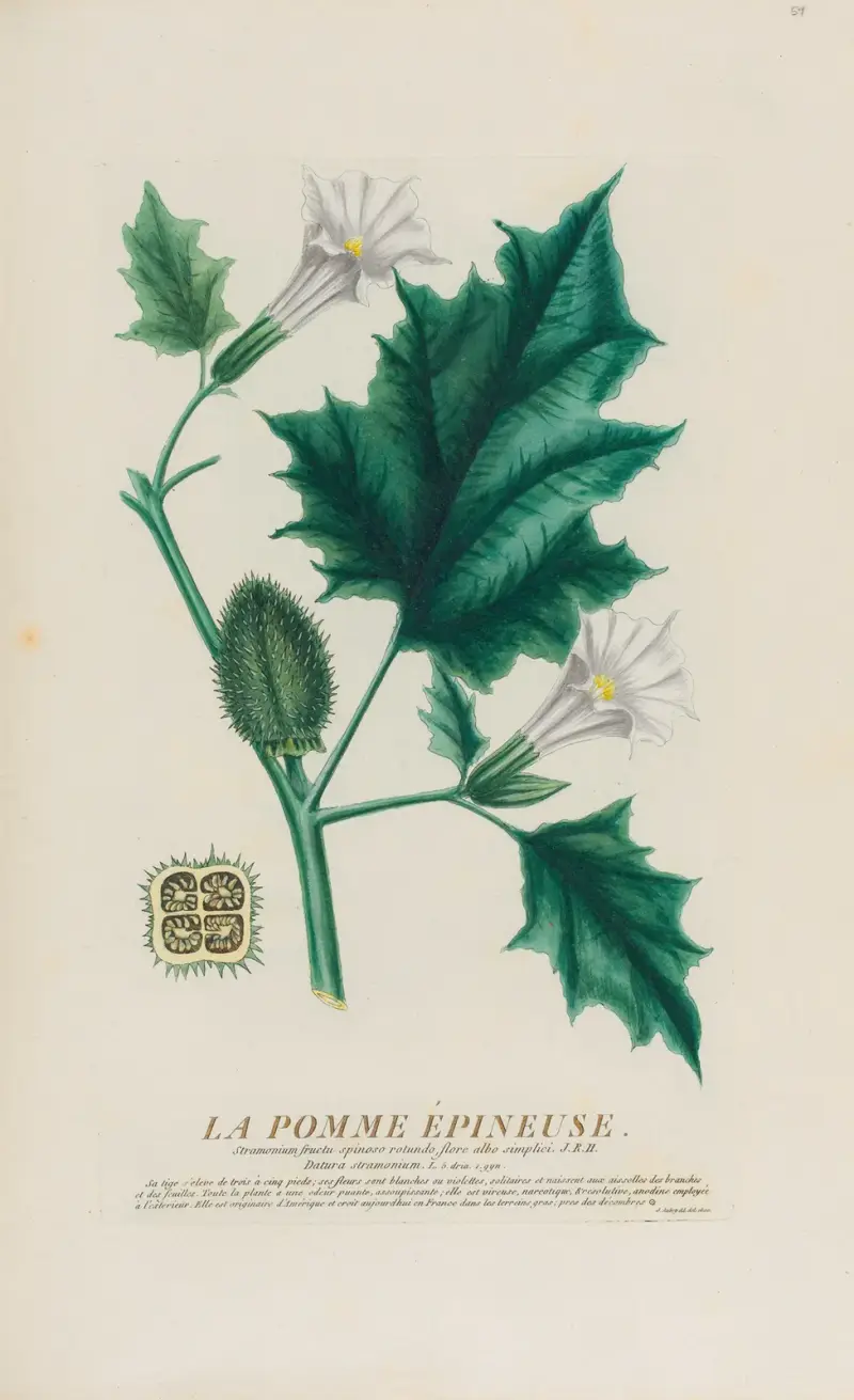 Trnitá jablka, Pierre Philippe Alyon