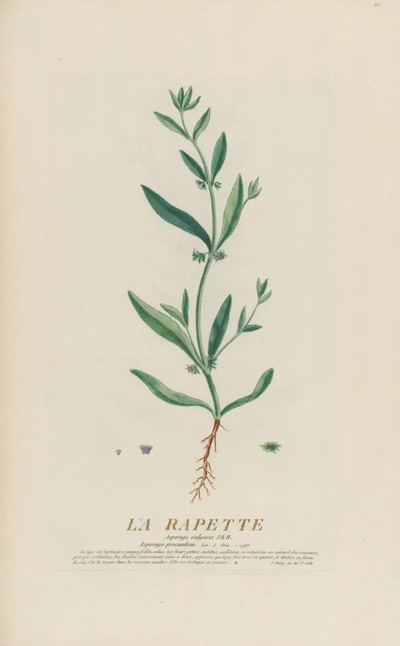 La Rapette, Pierre Philippe Alyon