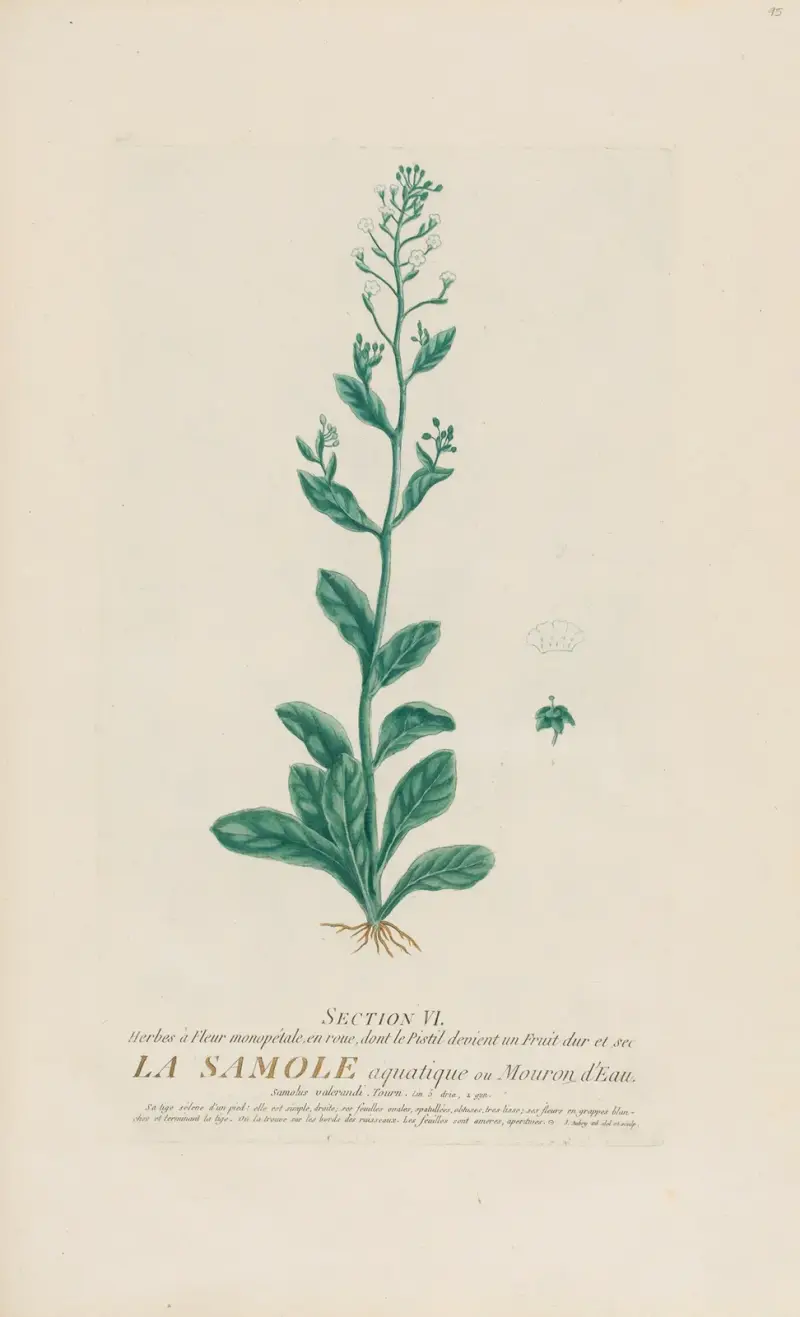 Wasser-Miere von Pierre Philippe Alyon