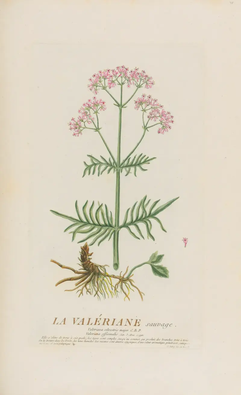 La Valériane sauvage av Pierre Philippe Alyon