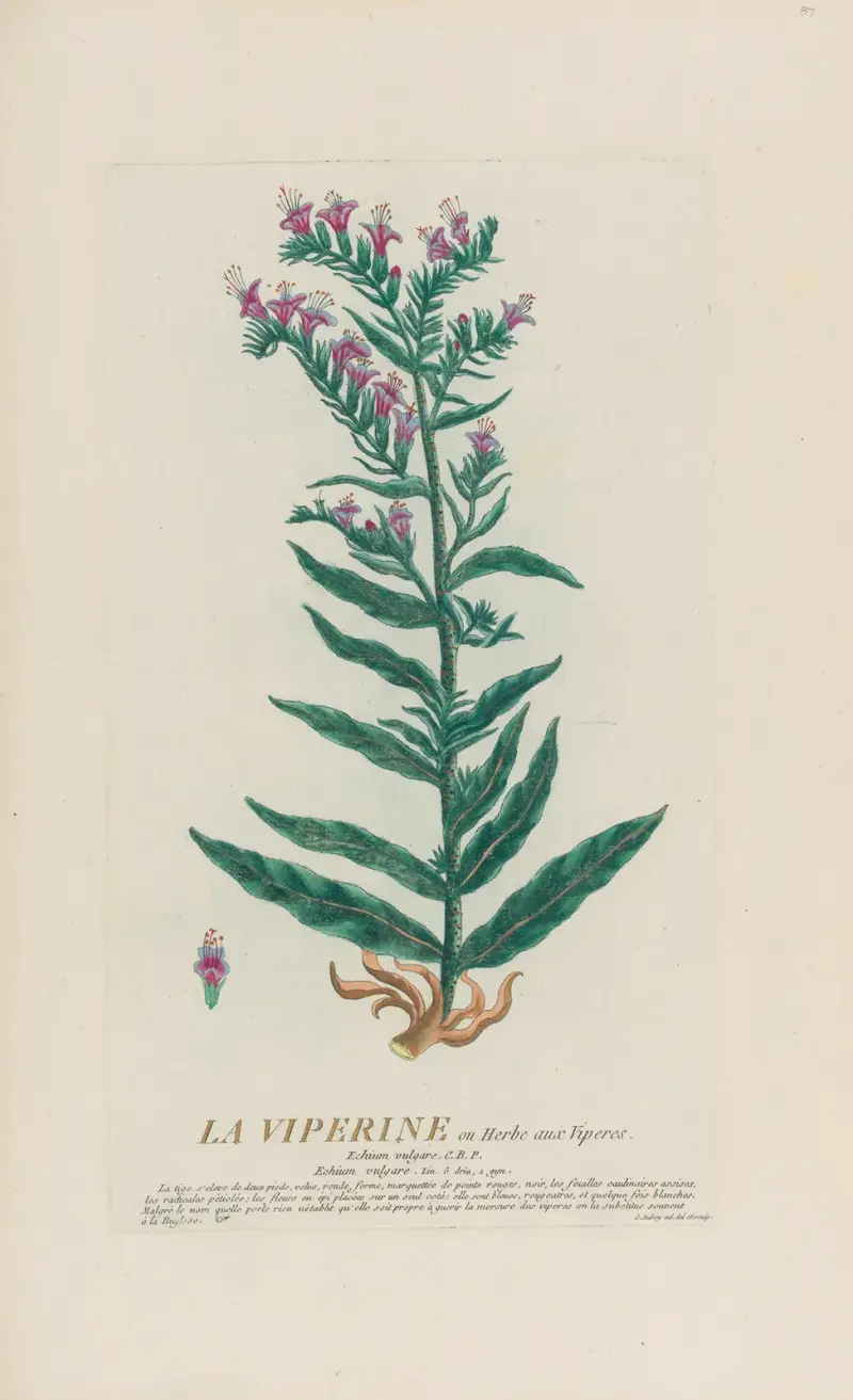 Blåeld av Pierre Philippe Alyon